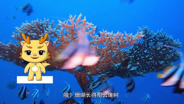 第06集:珊瑚是由珊瑚虫大量群居而形成的