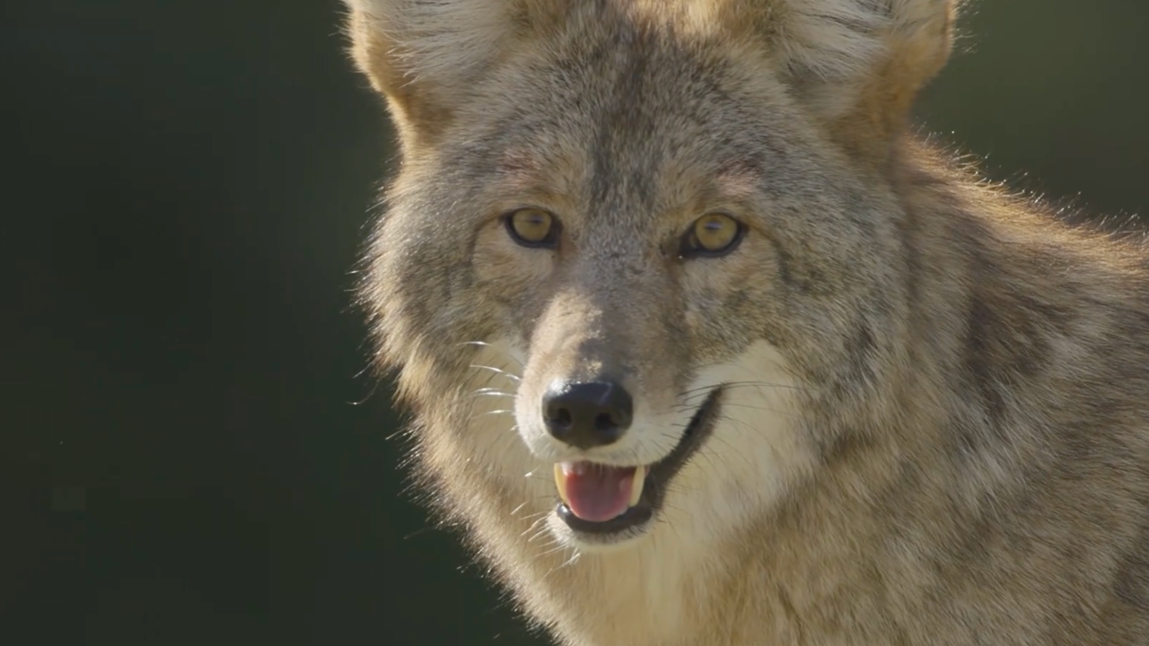 捕食者的隐秘世界丨开启静音模式!郊狼捕猎,稳准狠