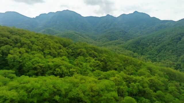 一秒搞懂地理!揭秘海南热带雨林类型