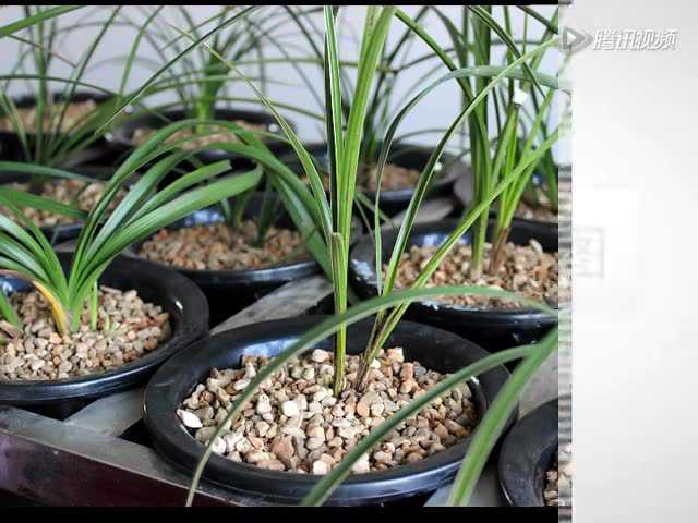 珍稀下山新种太极土种植图