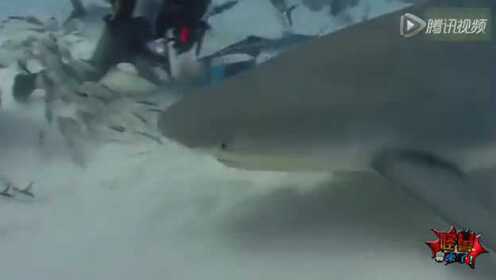 怪兽来了64期       4米牛鲨游入淡水竟吞食鳄鱼