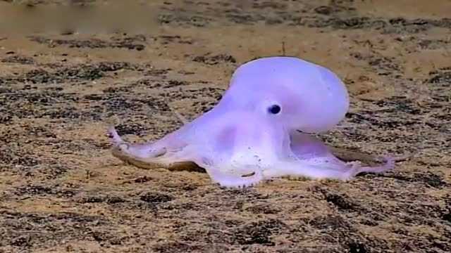 研究人员在4000米深海 拍到神秘的"幽灵章鱼"_高清1080p在线观看平台