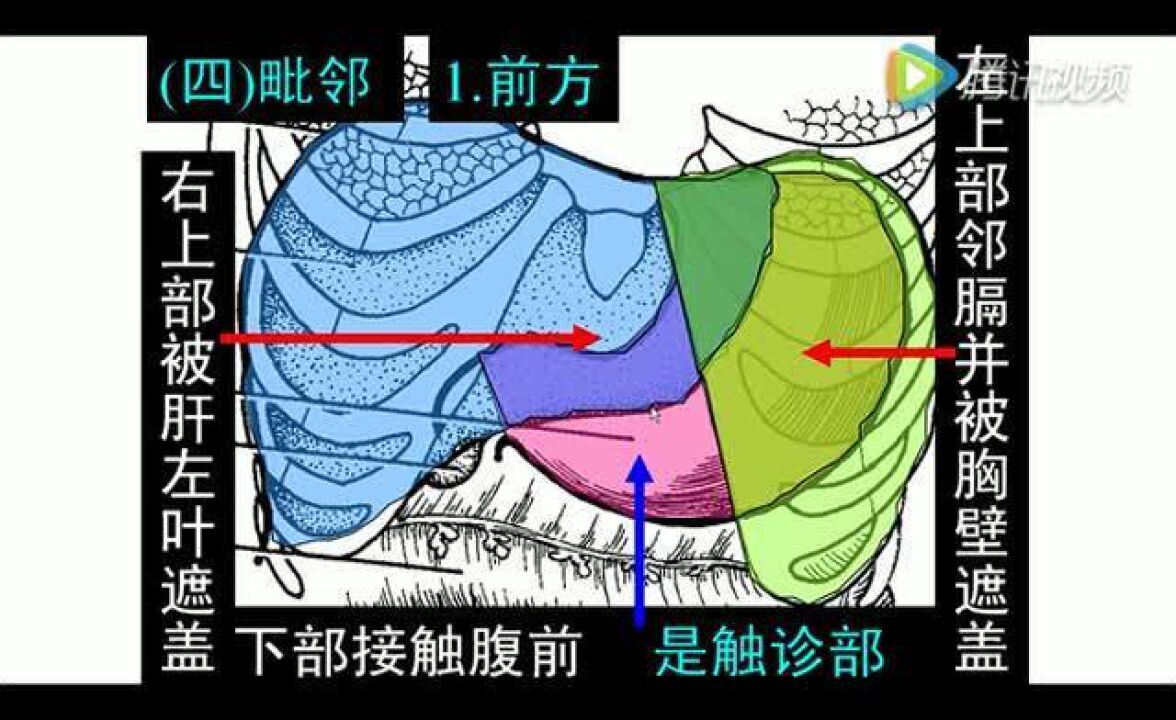 解剖微课-胃的结构_高清1080P在线观看平台_腾讯视频
