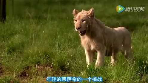 狮王古扎儿被白雄狮跟踪尾随，这熊狮子叫声真心猛