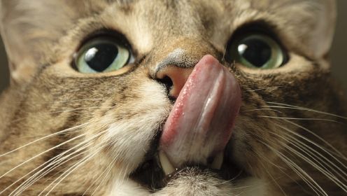 Cat got your tongue? 不吭声，无言以对