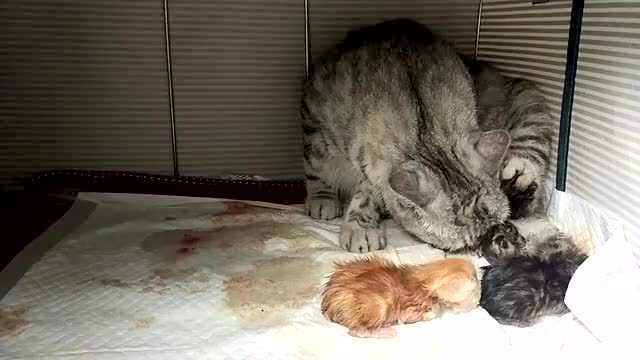 实拍母猫生小猫的全过程,母爱真伟大