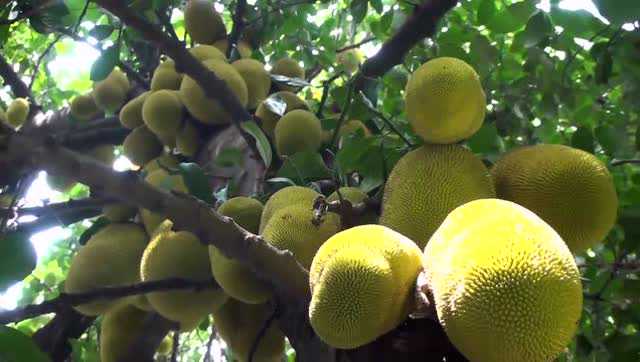 实拍菠萝蜜树王果实大球球挂满枝干地龙金色满树