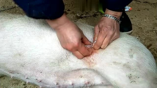 母猪阉割手术大挑花只要你想就能学会