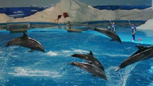 探秘神奇的海洋世界 接触美妙的海豚舞动