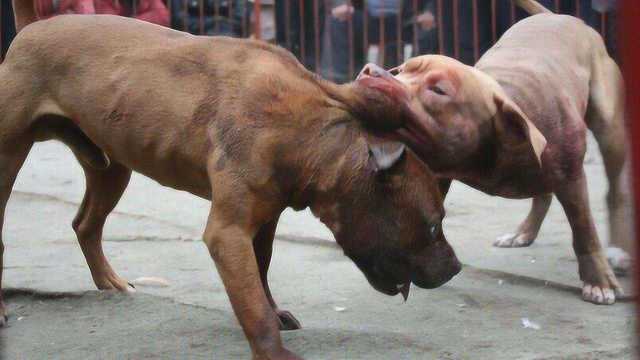 实拍北京斗狗比赛,比特犬咬死藏獒!