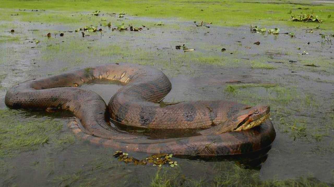 实拍森蚺捕食全过程不亏是世界上最大的蛇类