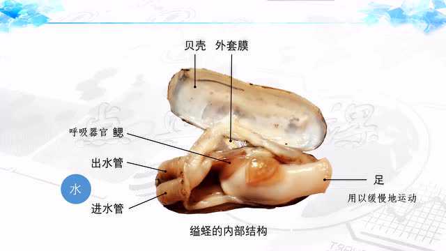 点典微课:软体动物(修改)_腾讯视频