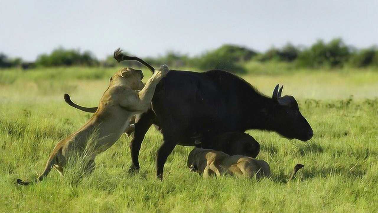 母狮捕捉小水牛, 愤怒母水牛对狮子狂踩,更用角尽全力顶飞狮子_腾讯