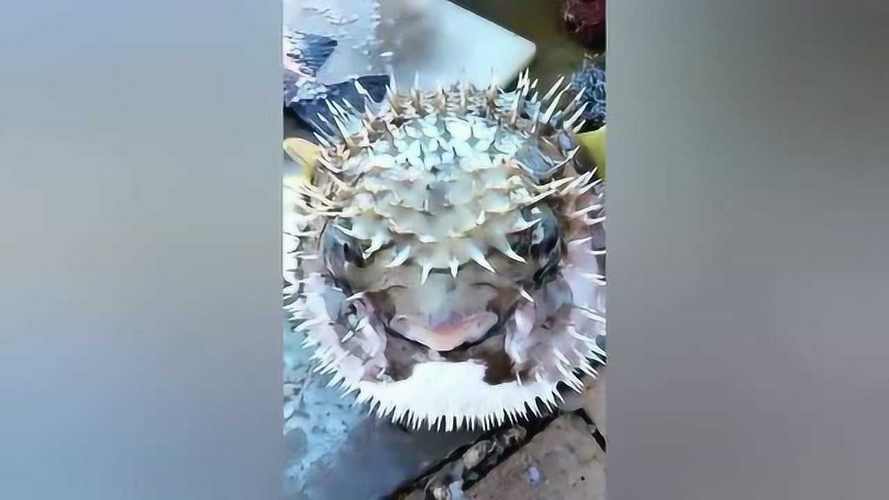 罕见!男子湖中钓上怪鱼浑身长满刺无从下手