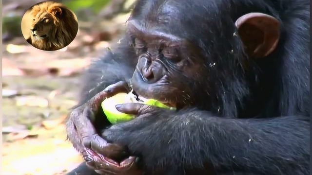 看看黑猩猩吃柠檬的样子,不但酸爽还骚情,太会享受了