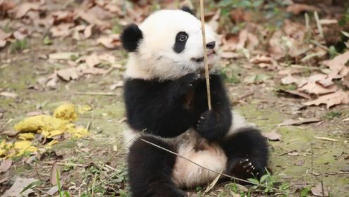 熊猫宝宝太黏人？这幕萌翻了！