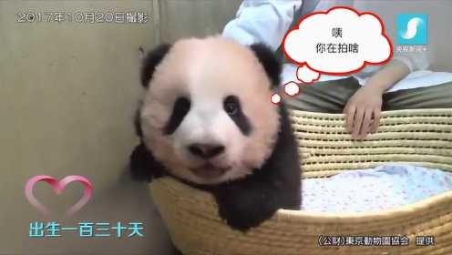 萌翻啦！旅日大熊猫养成记 “香香”成长的190天