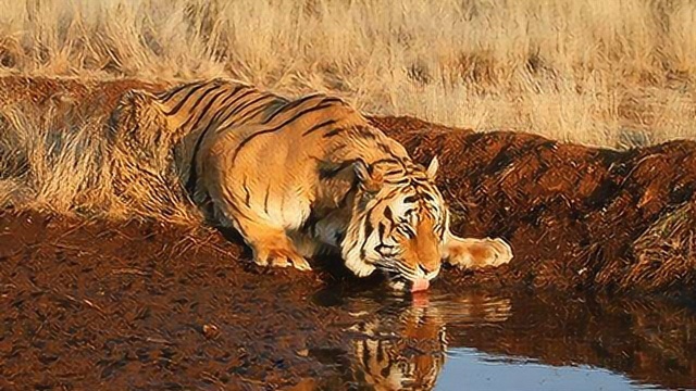 非洲虎超级跳跃看来虎啸非洲完全有可能本事一样杠杠的