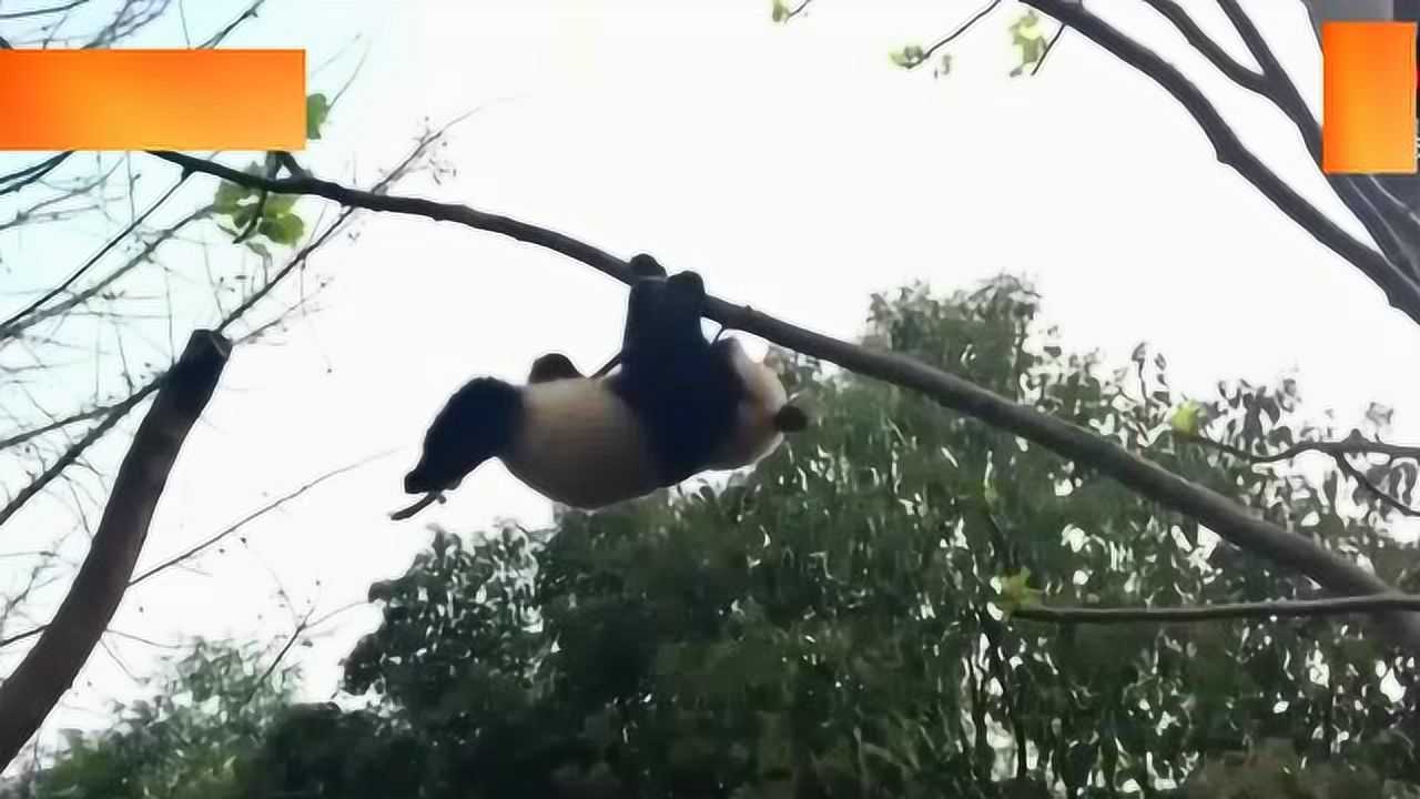 大熊猫从树上摔下来真心疼,看表情就知道了_高清1080P在线观看平台_腾讯视频