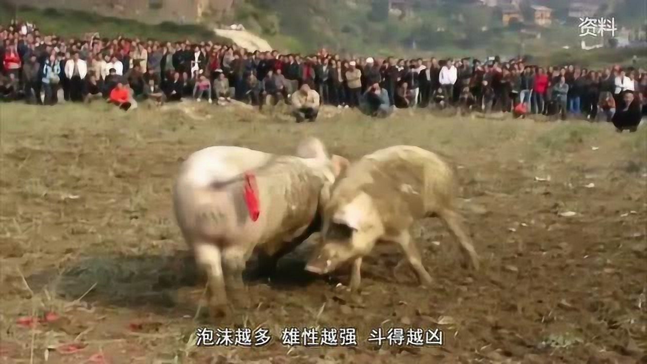 物竞天择，适者生存！公猪们为了求得配偶，互相决斗，绝不认输！_高清1080P在线观看平台_腾讯视频
