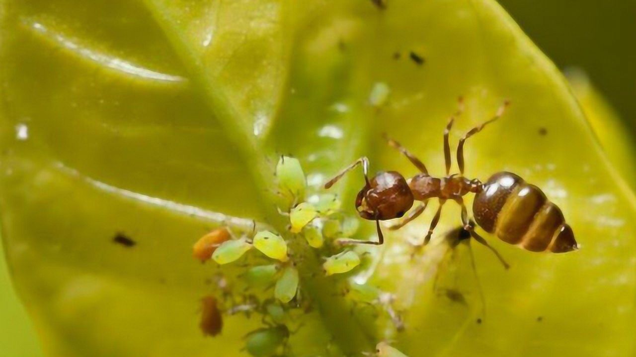人类痛恨的蚜虫,却是蚂蚁的好朋友_腾讯视频