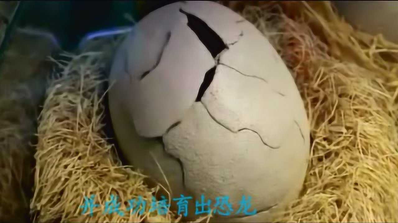 国外竟然成功孵化亿万年前恐龙蛋孵出小恐龙全过程是怎么做到的
