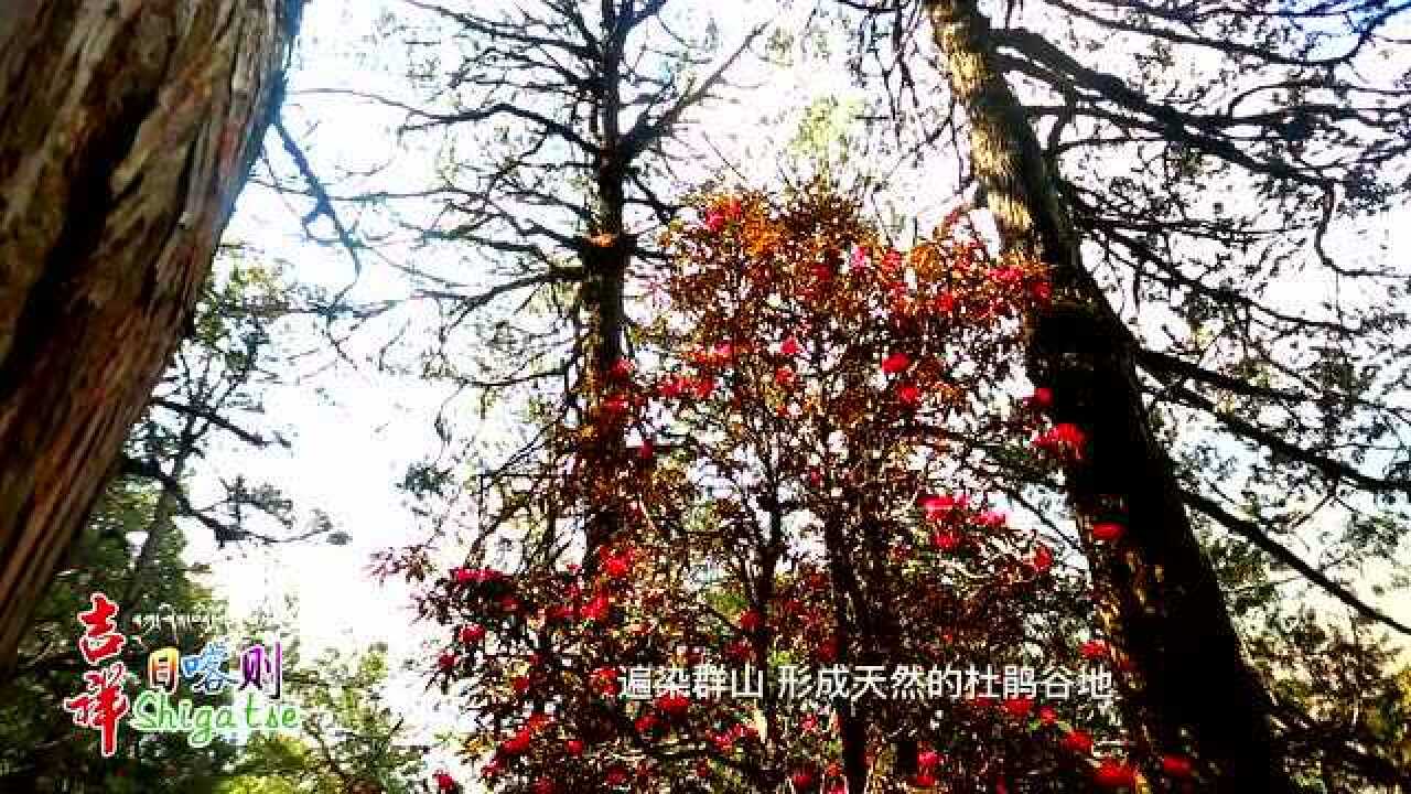 高清1080P在线观看平台_腾讯视频