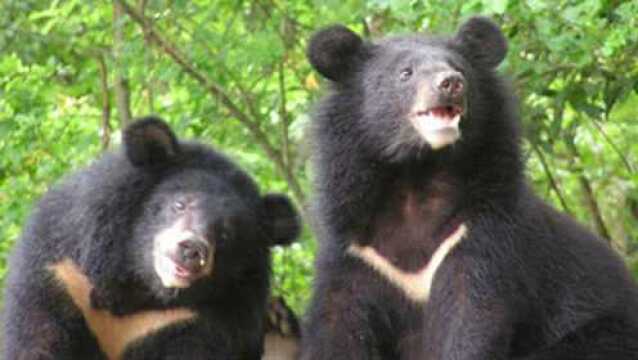 胸口上有v型白毛的黑熊所以又叫月亮熊时刻受到马来虎威胁