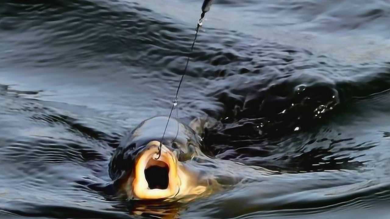 2017年8月9日发布02:36遛鱼,呛水真的有用吗为