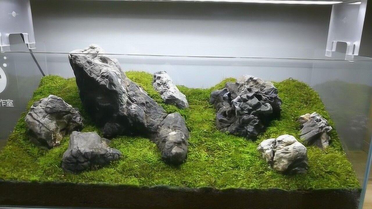 朋友不听劝,非要用鱼缸养苔藓,看到景观成品才知道这样做的好处