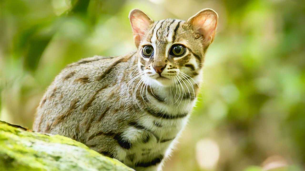 锈斑豹猫 - 世界上最小的喵星人