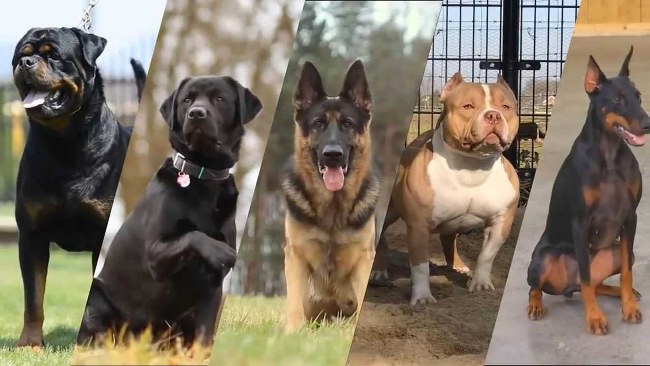世界各地都禁养的10大恶犬,第一名地位不可撼动_高清1080P在线观看平台_腾讯视频