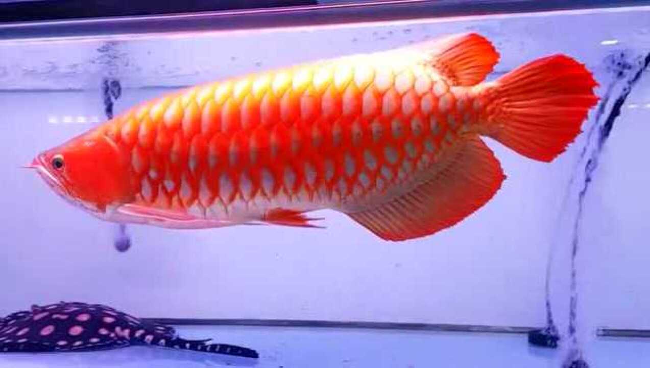 欧洲赛级红龙鱼为此一枚,大饱眼福!