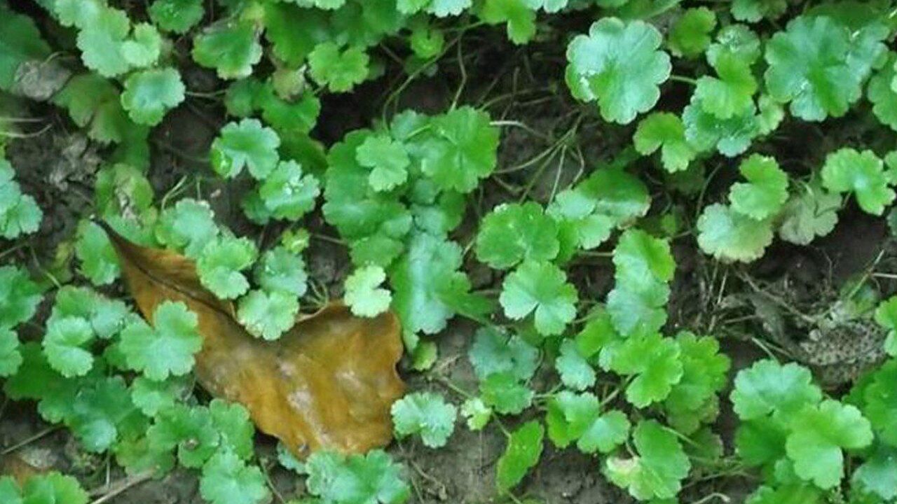 肝炎肝硬化腹水农村这种野草一棵就能治简单有效