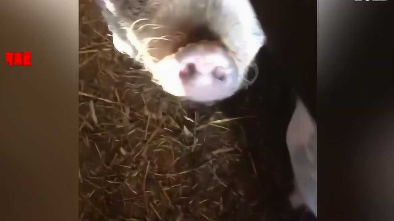 猪的叫声是什么样的，你们确定听过_高清