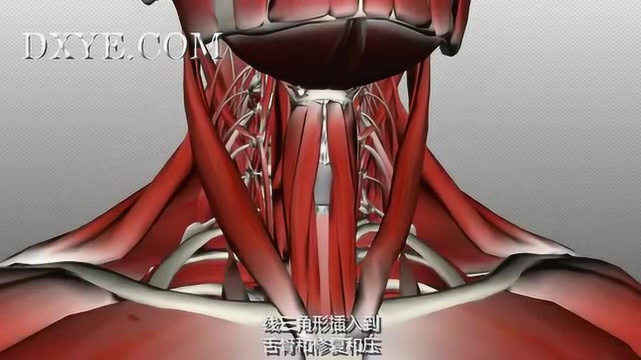 丁香叶医学健康科技专辑-3_颈部肌肉解剖-前三角-第2部分_高清1080P在线观看平台_腾讯视频
