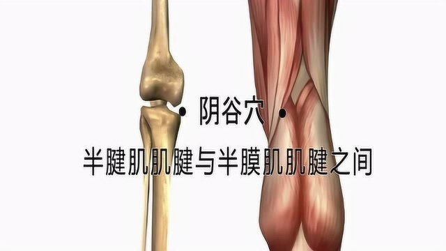 将象和中医艾灸针灸取穴:阴谷穴