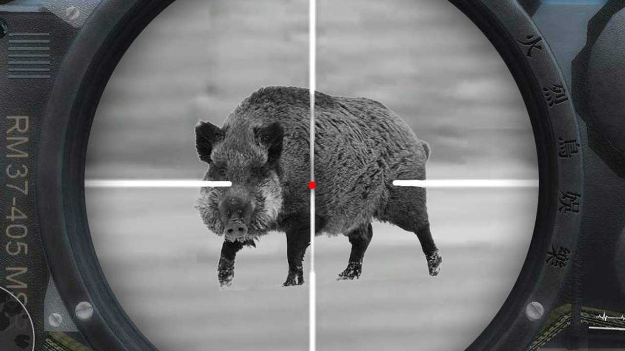 国外打猎真高级热成像仪让黑夜里的野猪无处遁形