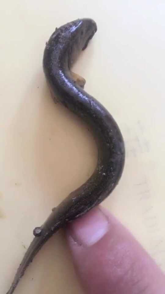 用矿泉水瓶钓黑鱼的方法