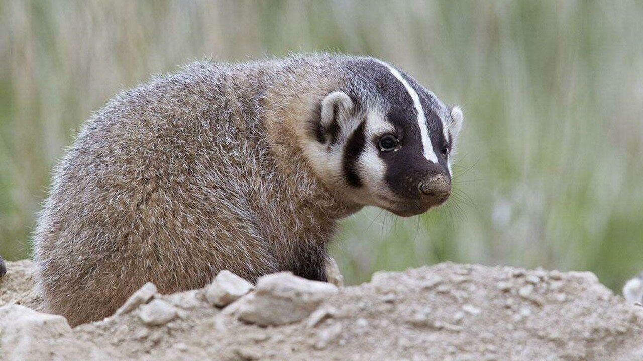 有"獾"字的动物不好惹,蜜獾的大表哥到处抢资源!