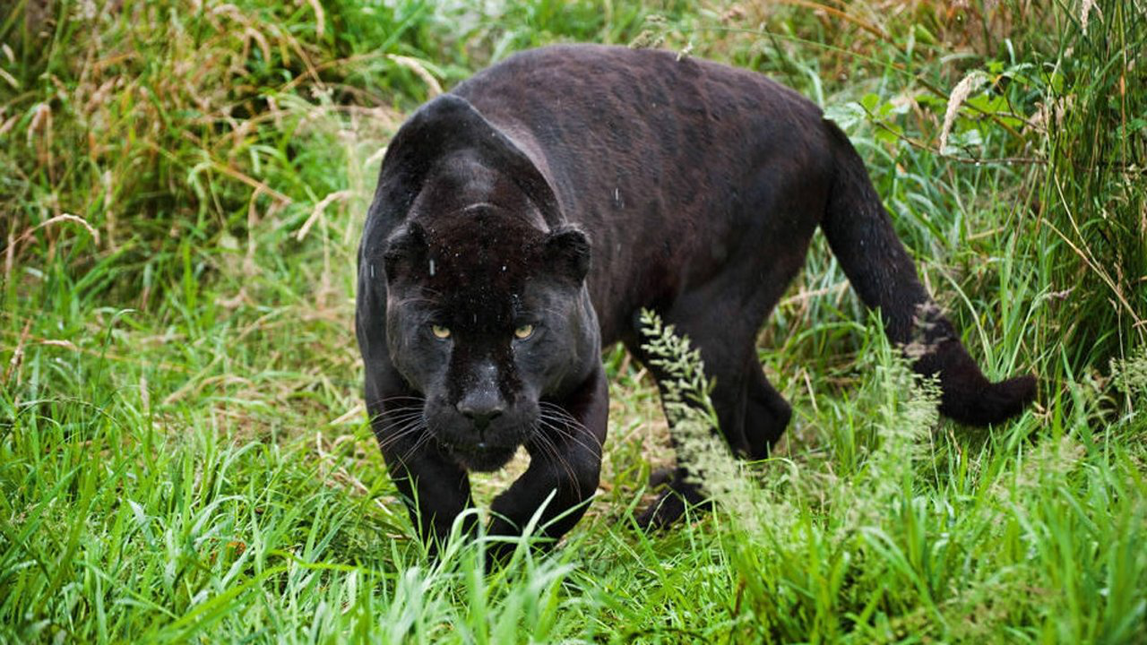 世界上最凶猛的豹子全身都是黑色是自然界里的超级杀手