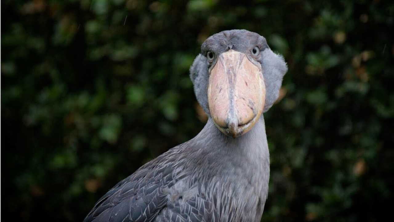 世界上头最大的鸟以捕鳄鱼为食但是对人很友好