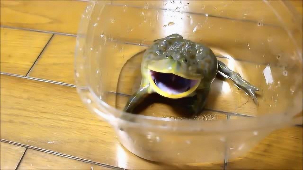 我家的圆眼珍珠蛙又在生气,小丑蛙你在瞪我试试!