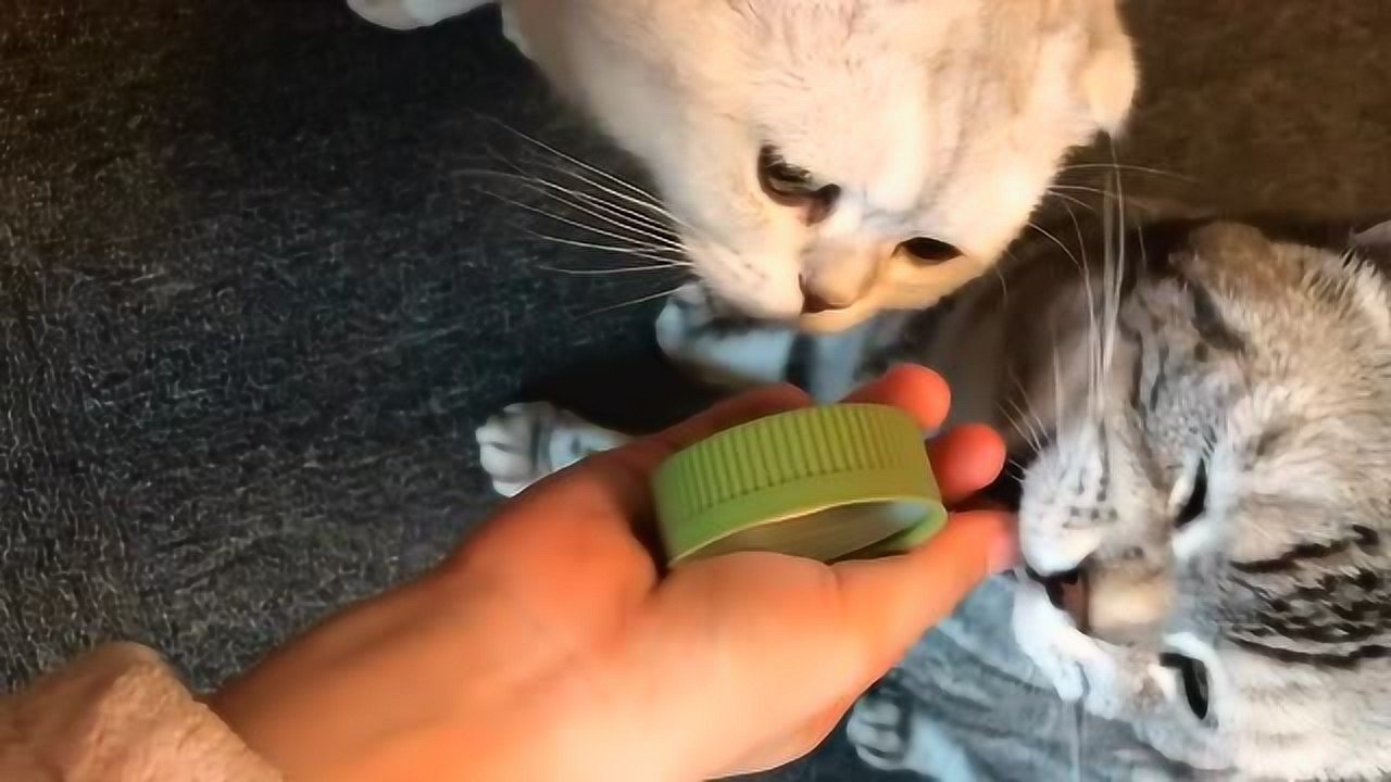 小猫咪也会舔瓶盖了表情瞬间把我逗乐了