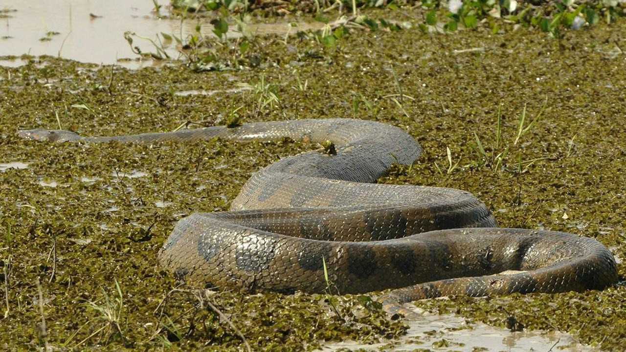 罕见一幕!10米巨型森蚺生吞河马,捕食,5米鳄鱼,竟不费吹灰之力