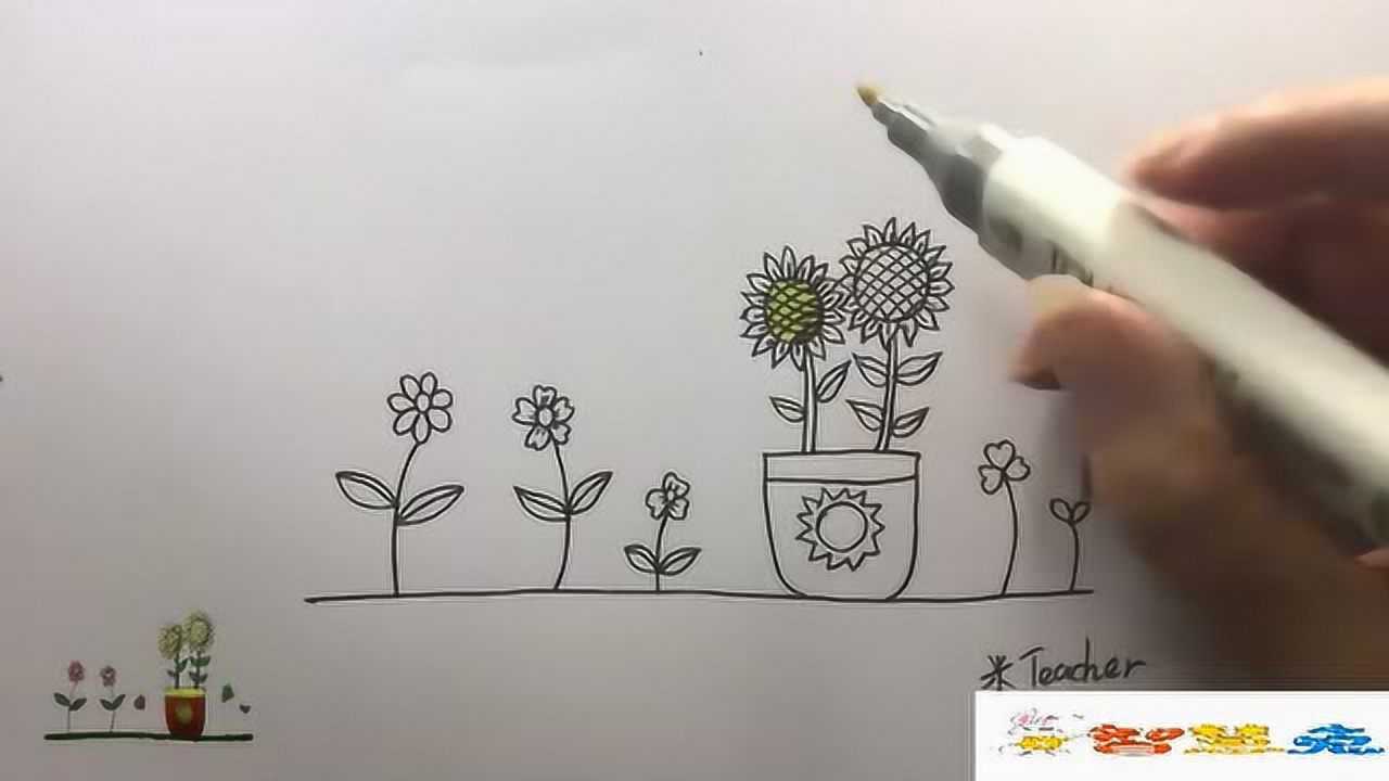 简笔画-盆栽向日葵