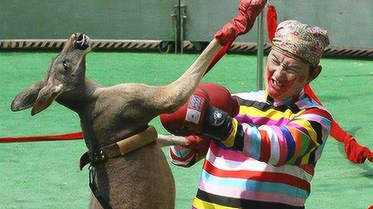 袋鼠参加人类的拳击比赛把对手打趴下连裁判一起ko