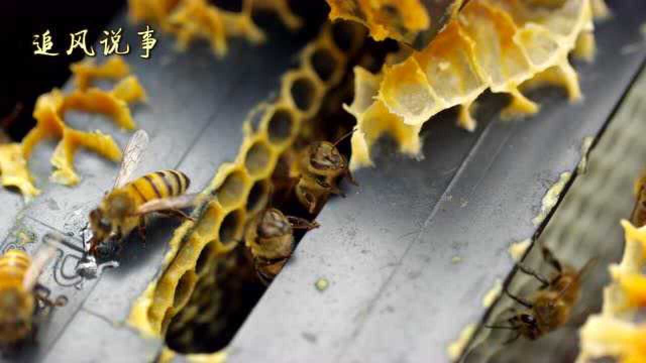 超清蜜蜂采花酿蜜过程_腾讯视频