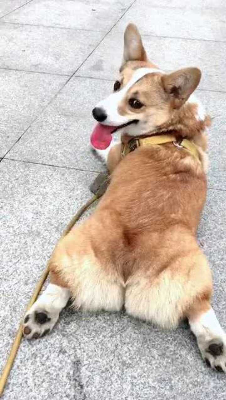 这只柯基走累了就趴在地上从背面看它实在是太可爱了肉肉的