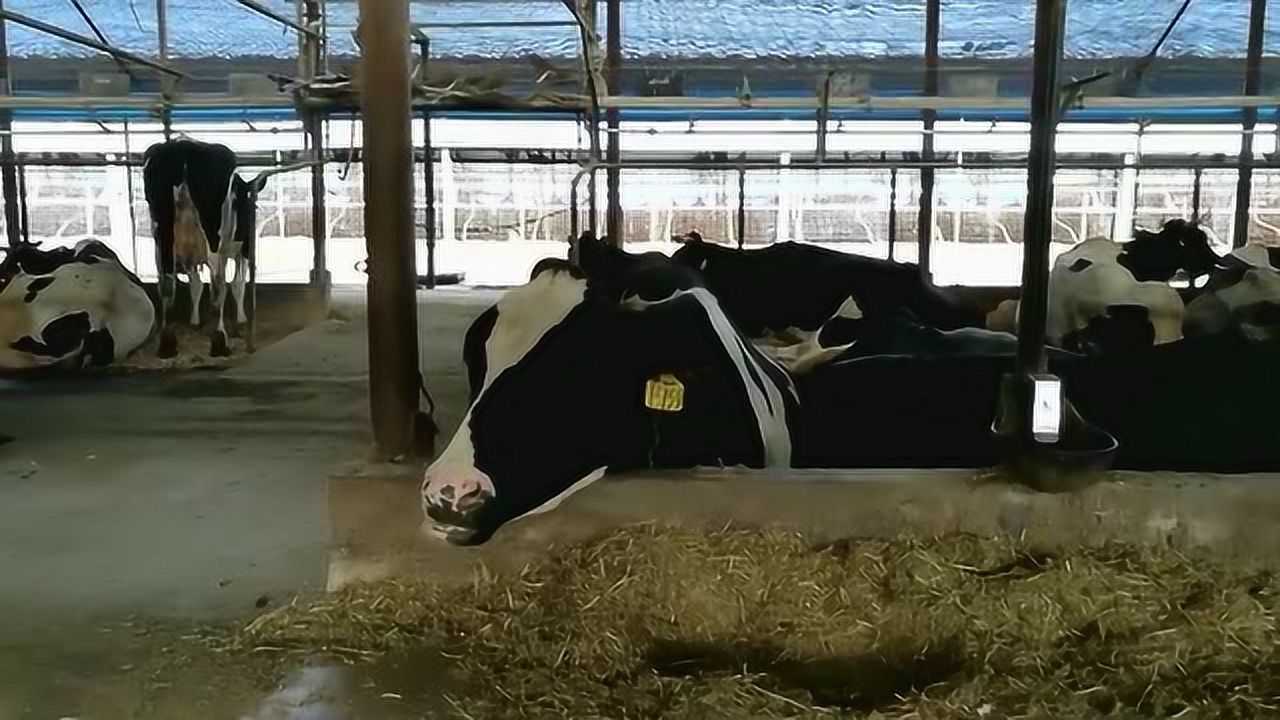 奶牛反刍小视频_高清1080P在线观看平台_腾讯视频